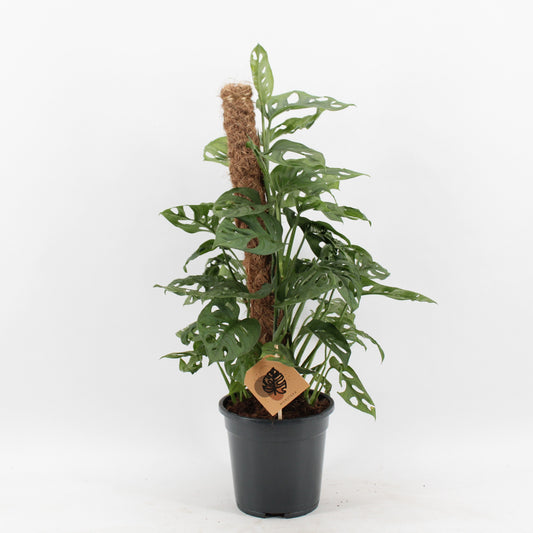 Monstera Adansonii Monkey Leaf tray bundle
