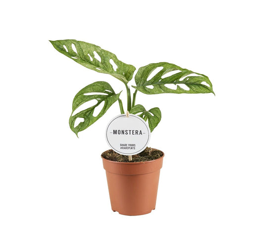Monstera Adansonii Mint x12