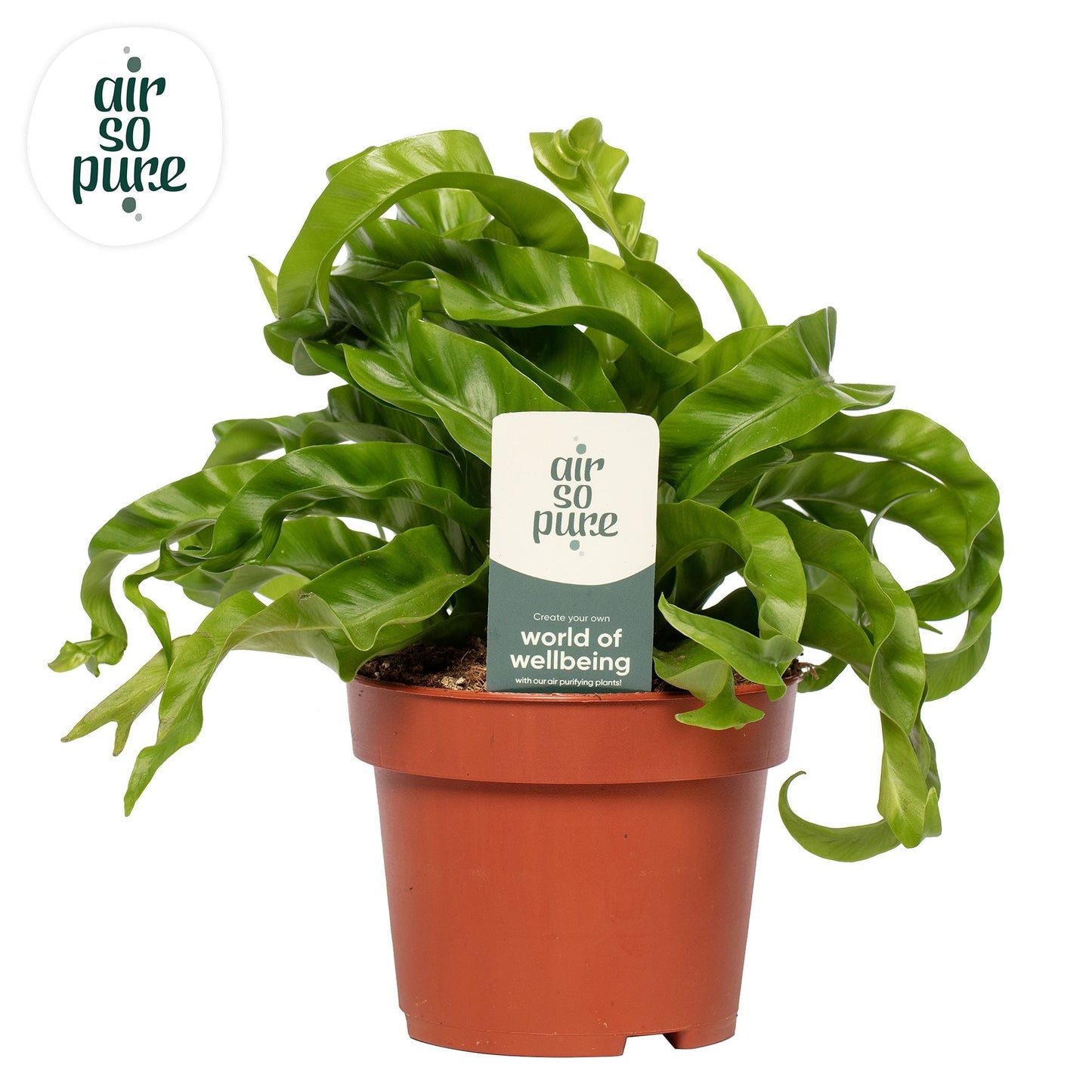 Hurricane fern asplenium x6