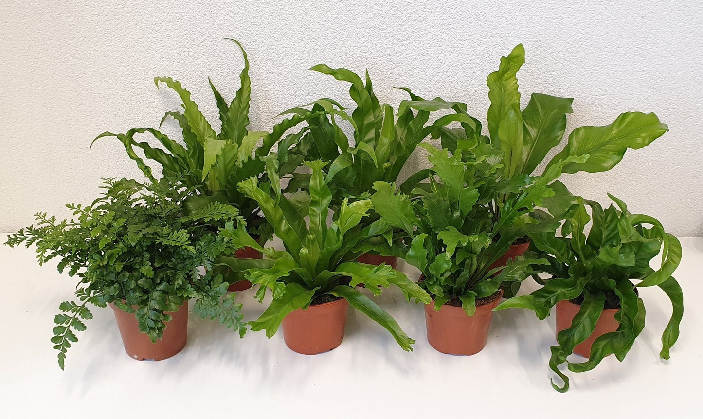 Asplenium fern mix x6