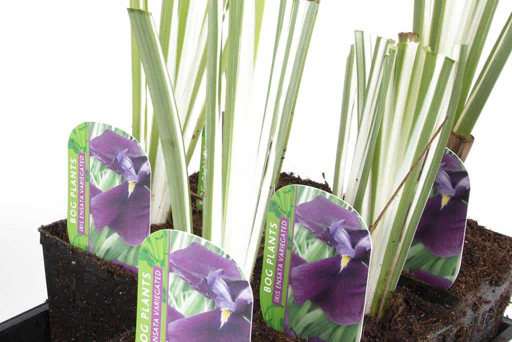 Iris ensata ‘Variegata’