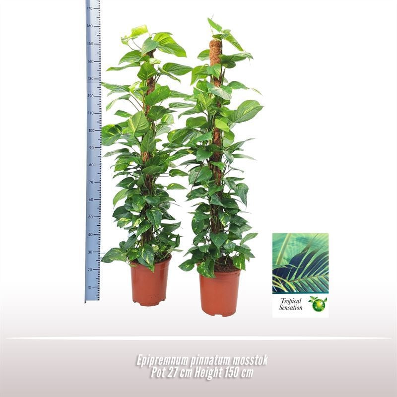 Epipremnum Pinnatum Aureum