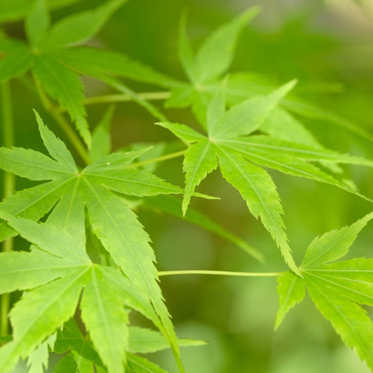 Acer palmatum 'Going Green' 10.5cm/2L/3L/45L