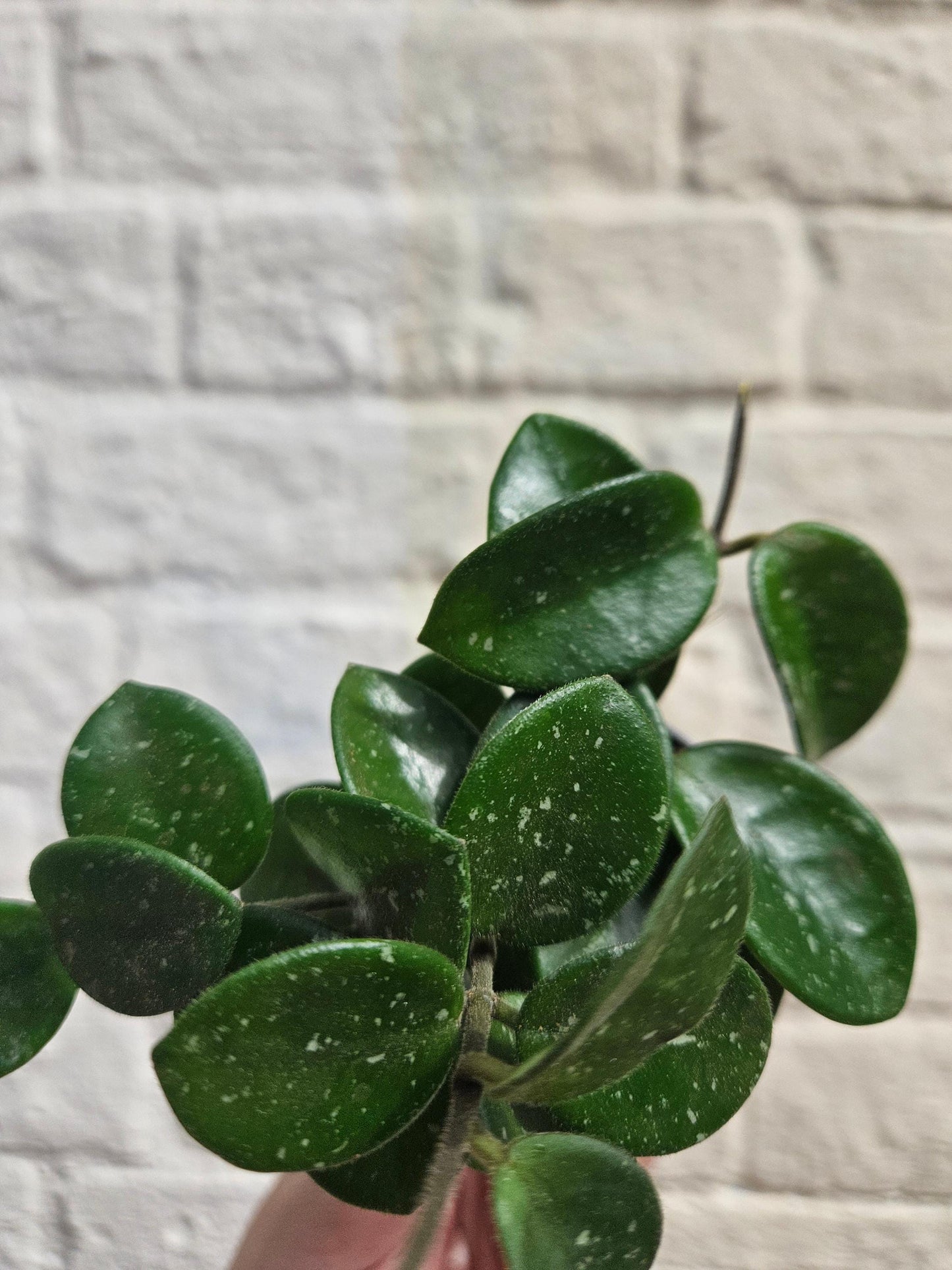 Hoya cv. 'Mathilde splash'