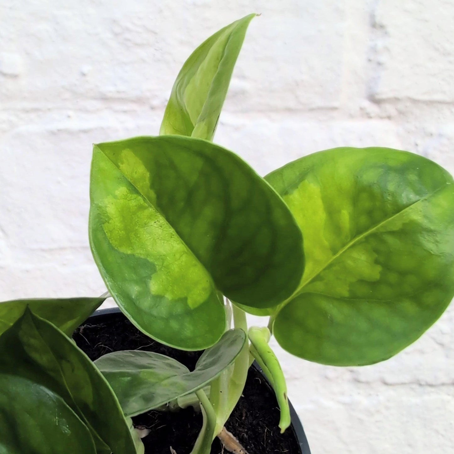 Epipremnum pinnatum 'Global Green' (Devils Ivy)