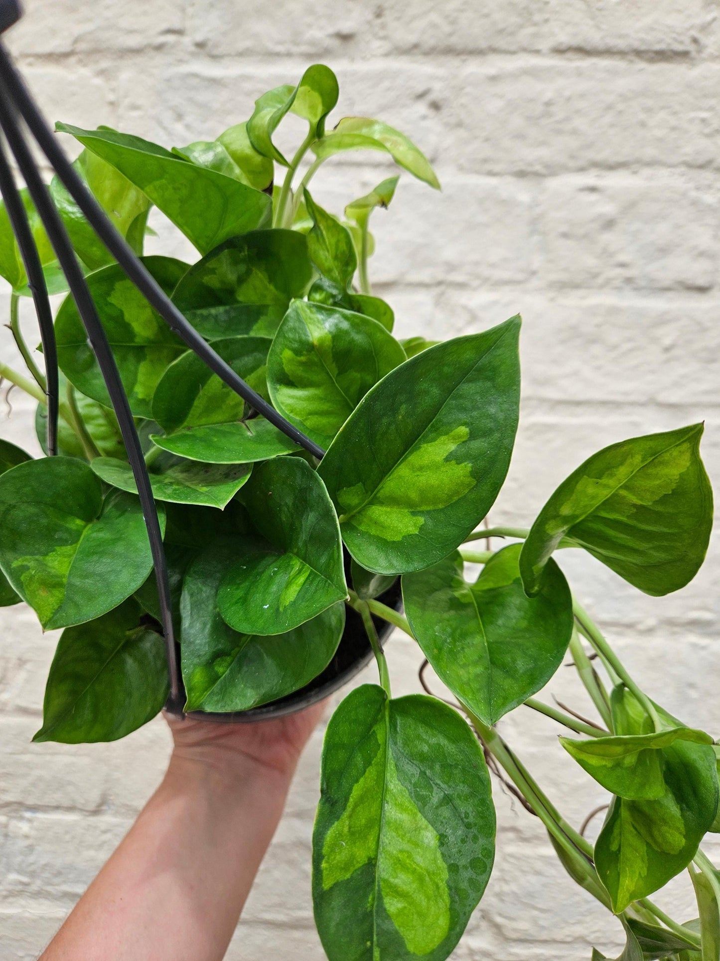 Epipremnum pinnatum 'Global Green' (Devils Ivy)