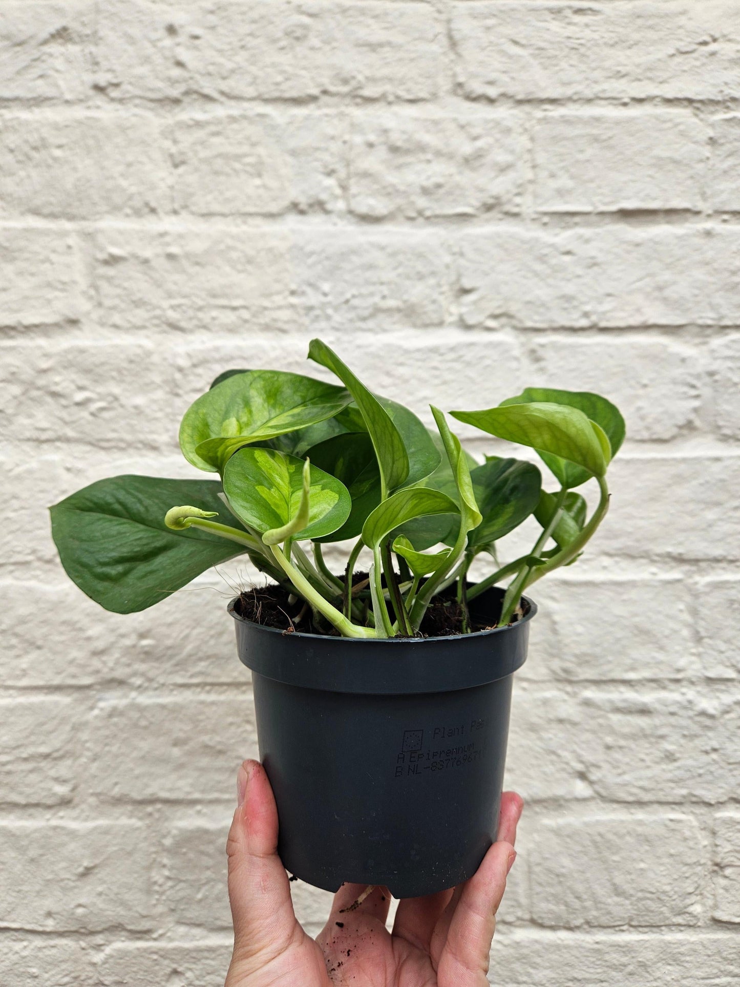 Epipremnum pinnatum 'Global Green' (Devils Ivy)
