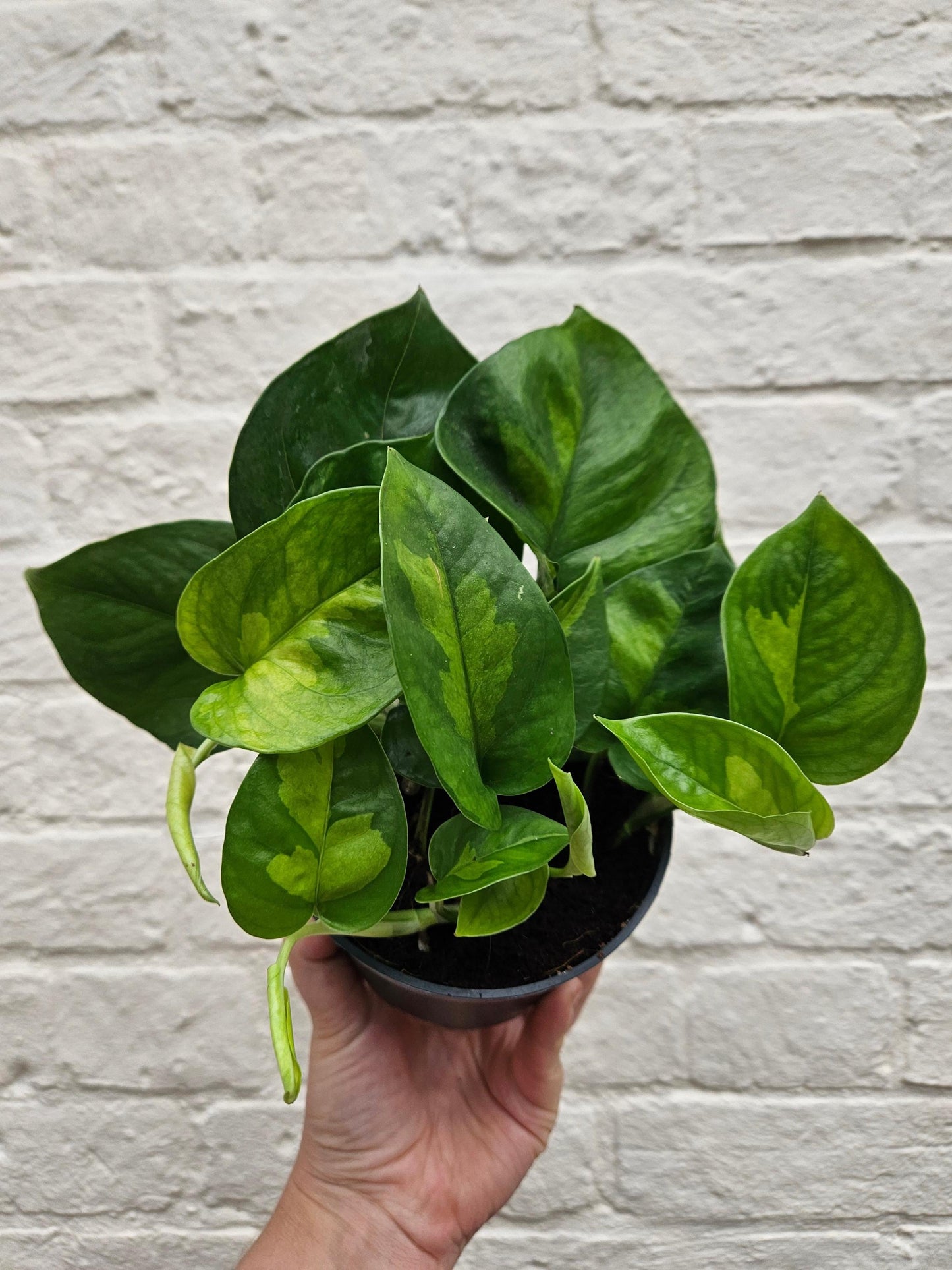 Epipremnum pinnatum 'Global Green' (Devils Ivy)
