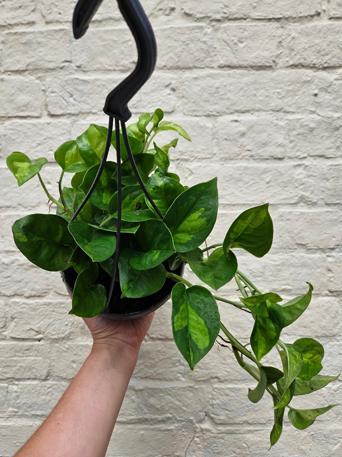 Epipremnum pinnatum 'Global Green' (Devils Ivy)