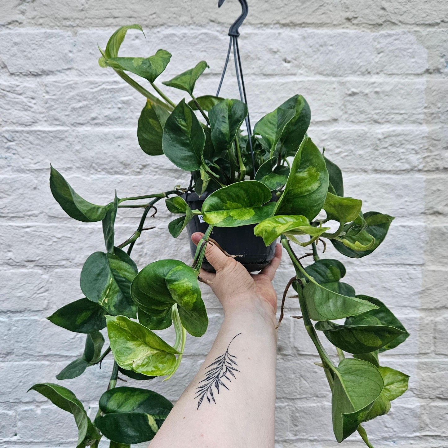 Epipremnum pinnatum 'Global Green' (Devils Ivy)