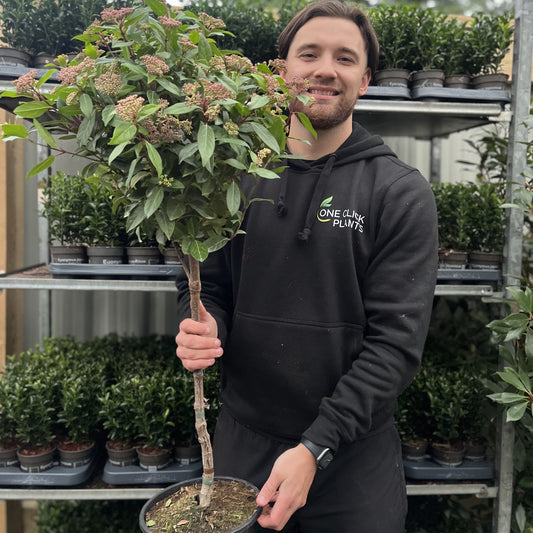 Viburnum tinus Patio Tree 90-100cm