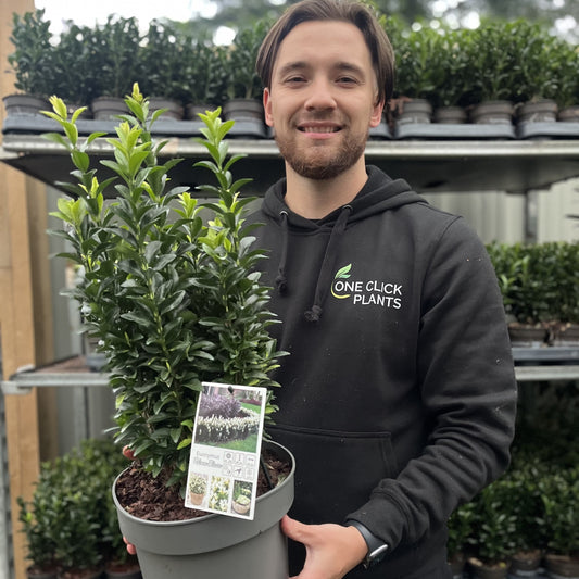 Euonymus fortunei 'Paloma Blanca' 9cm/1.5L/2L/5L