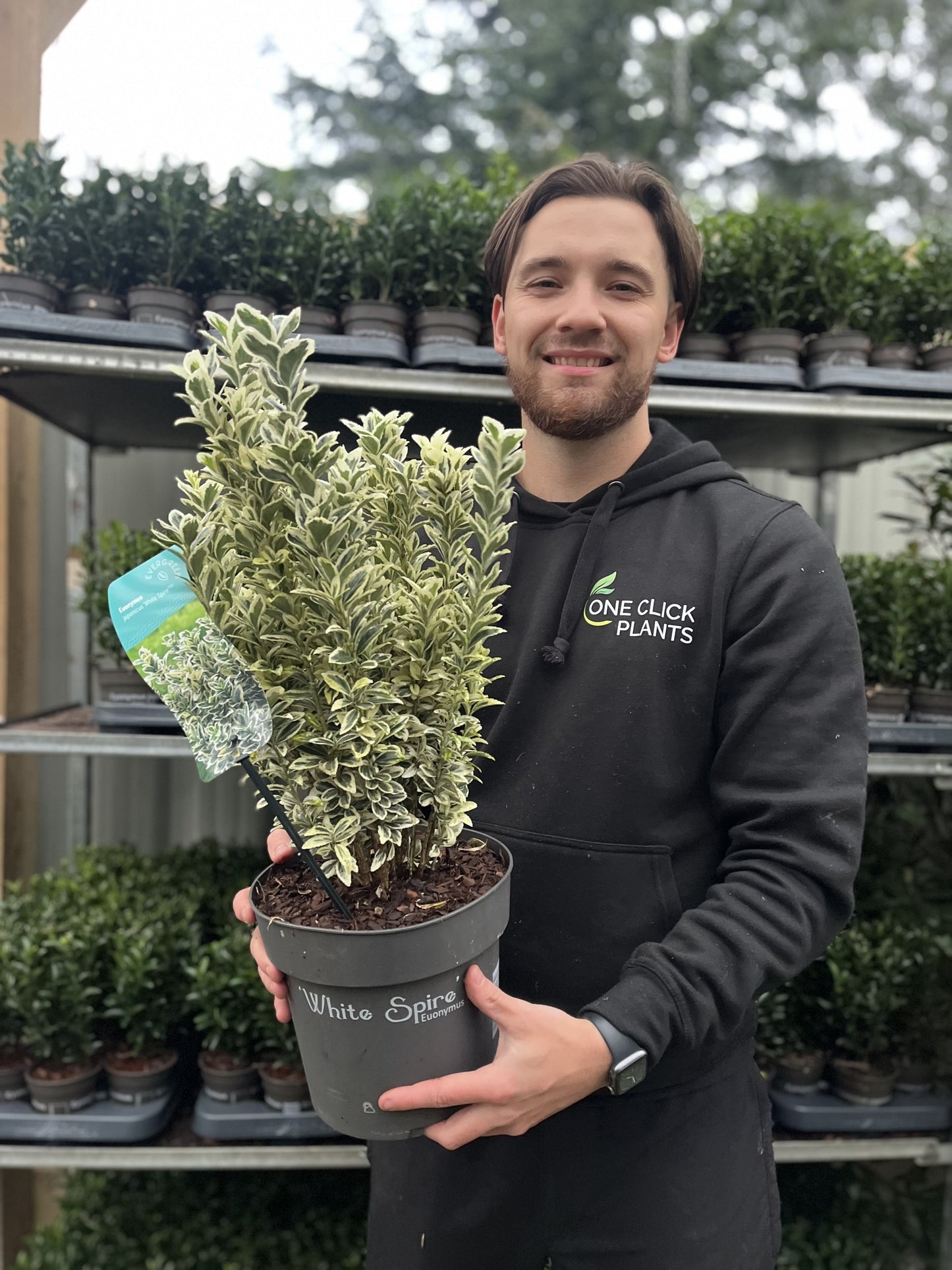 Euonymus japonicus 'White Spire' 9cm-4L (Multibuy Offers Available)