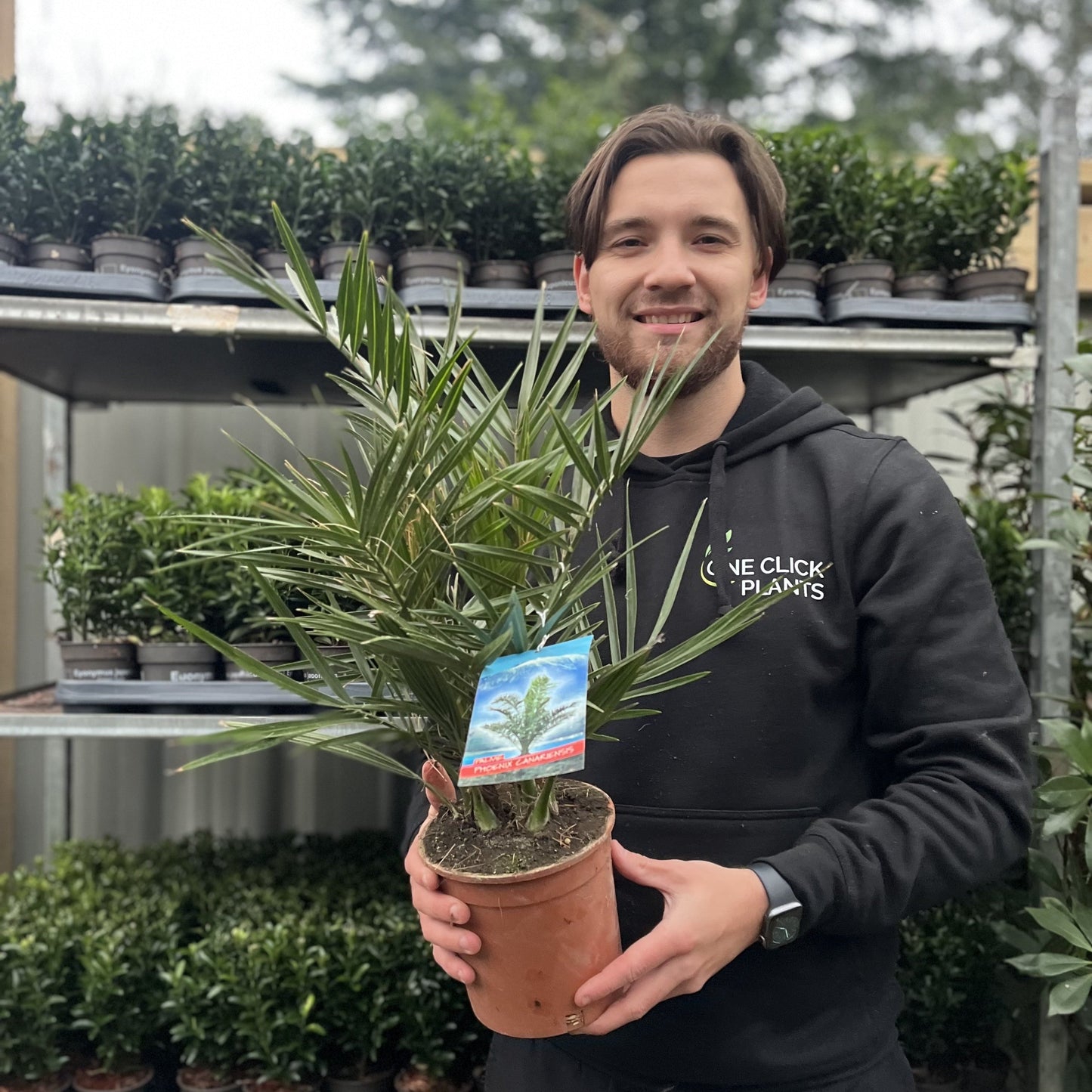 Phoenix Palm | Phoenix canariensis 'Canary Island Date Palm' 60-70cm / 70-80cm