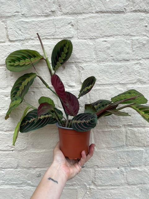 Maranta leuconeura 'Fascinator'
