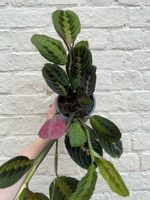 Maranta leuconeura 'Fascinator'