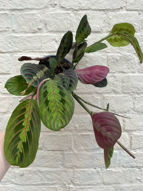 Maranta leuconeura 'Fascinator'