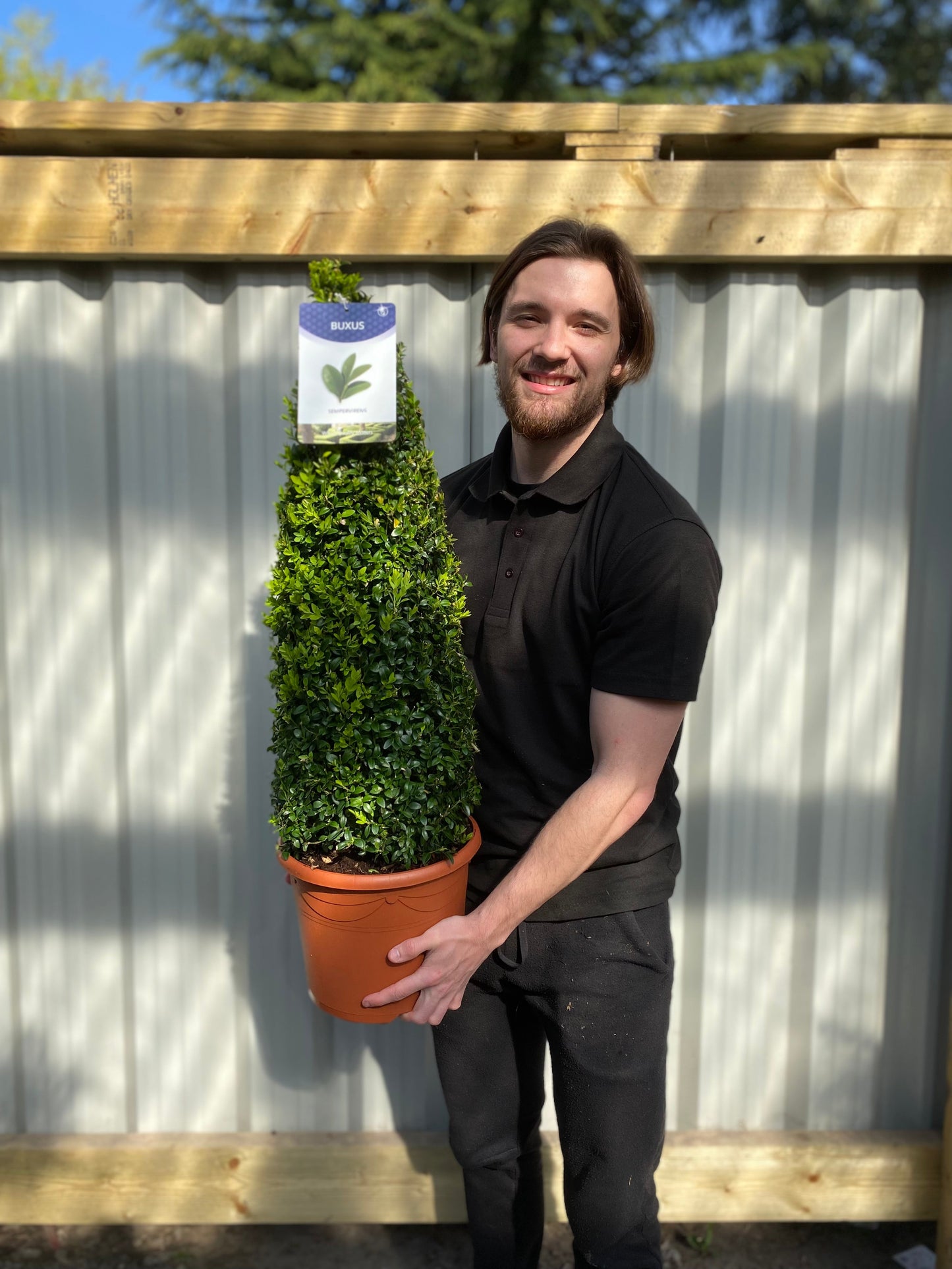 Buxus/Topiary Cone (Buxus Sempervirens)