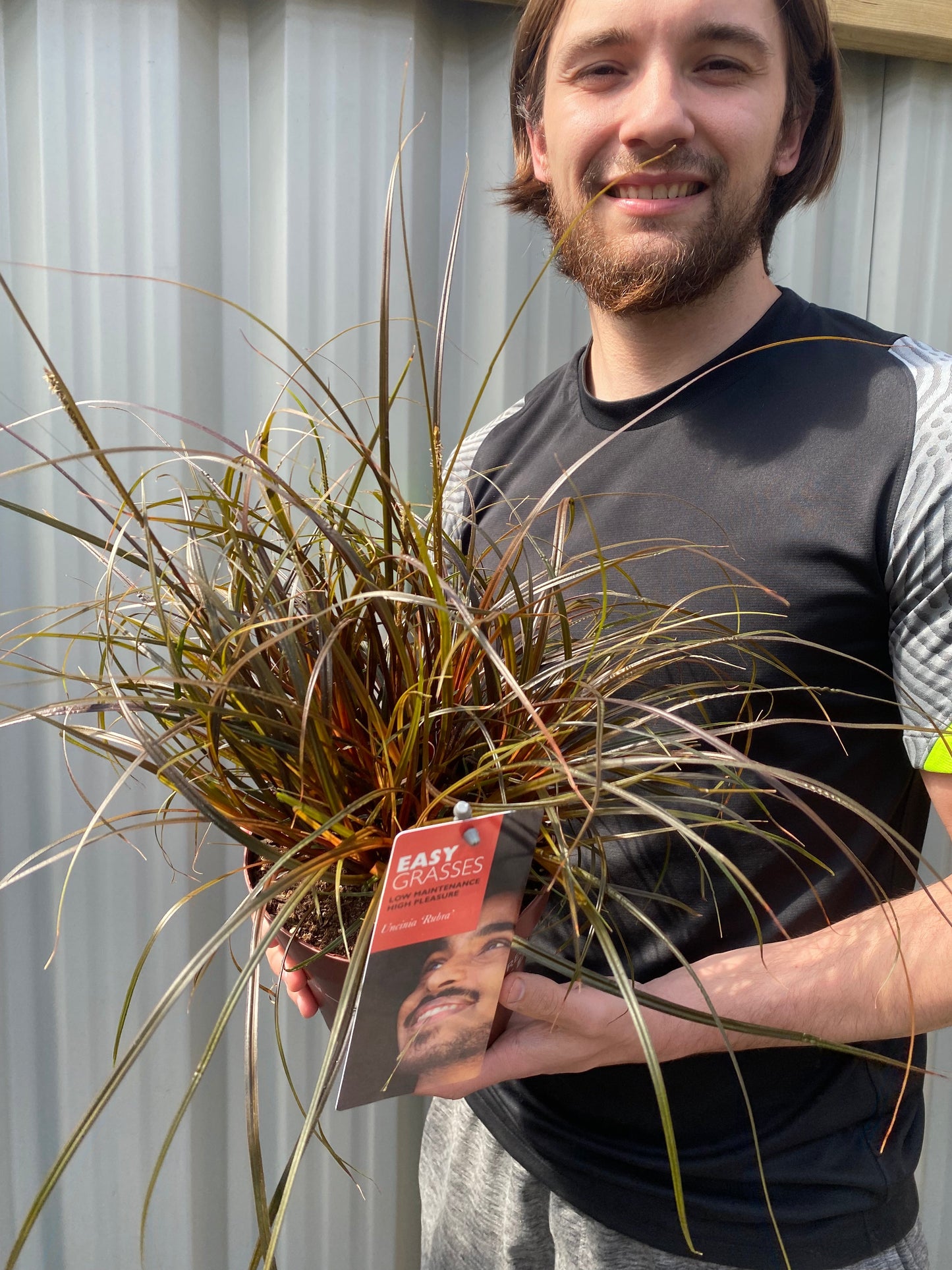 Uncinia 'Rubra' Ornamental Grass 3L