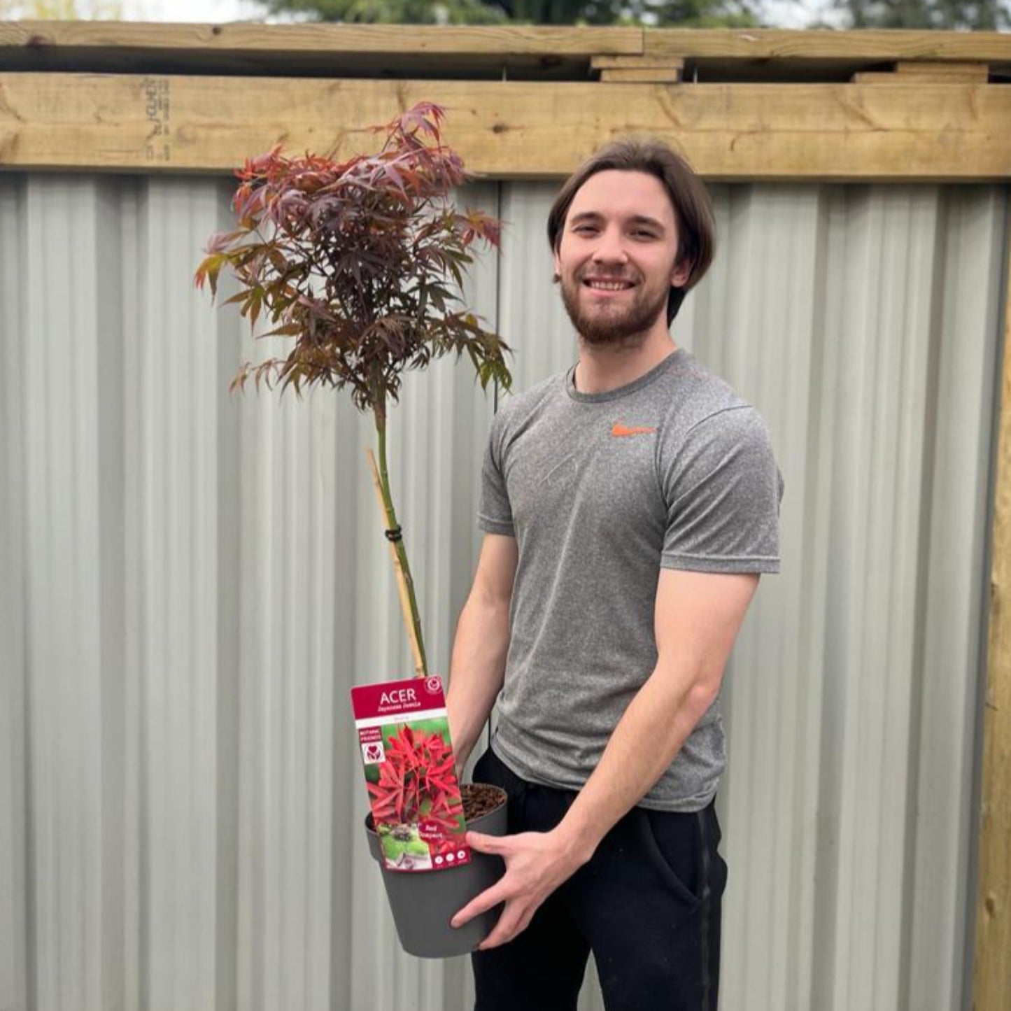 Acer tree palmatum 'Shaina' Standard (100cm)