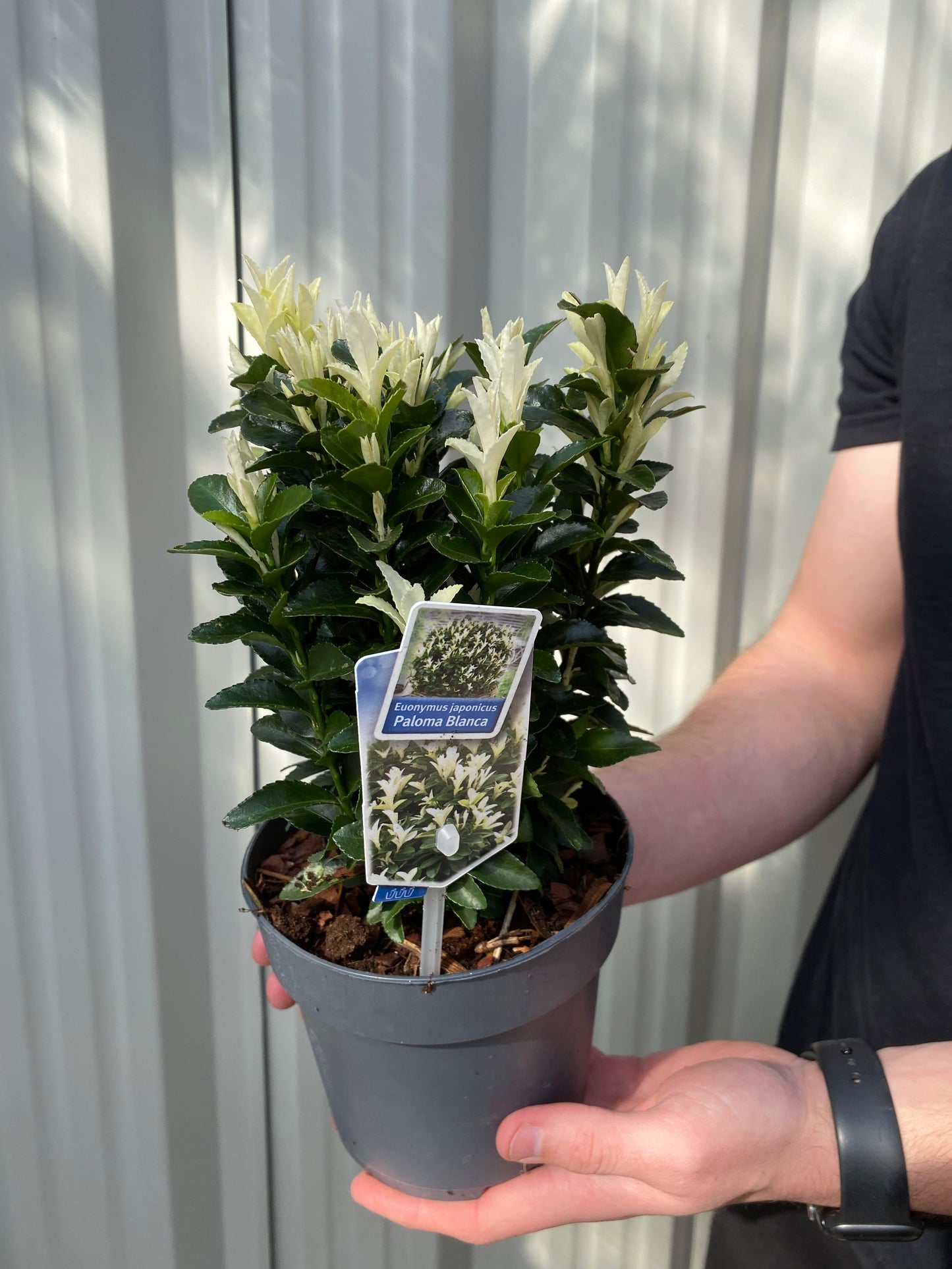 Euonymus fortunei 'Paloma Blanca' 9cm/1.5L/2L/5L