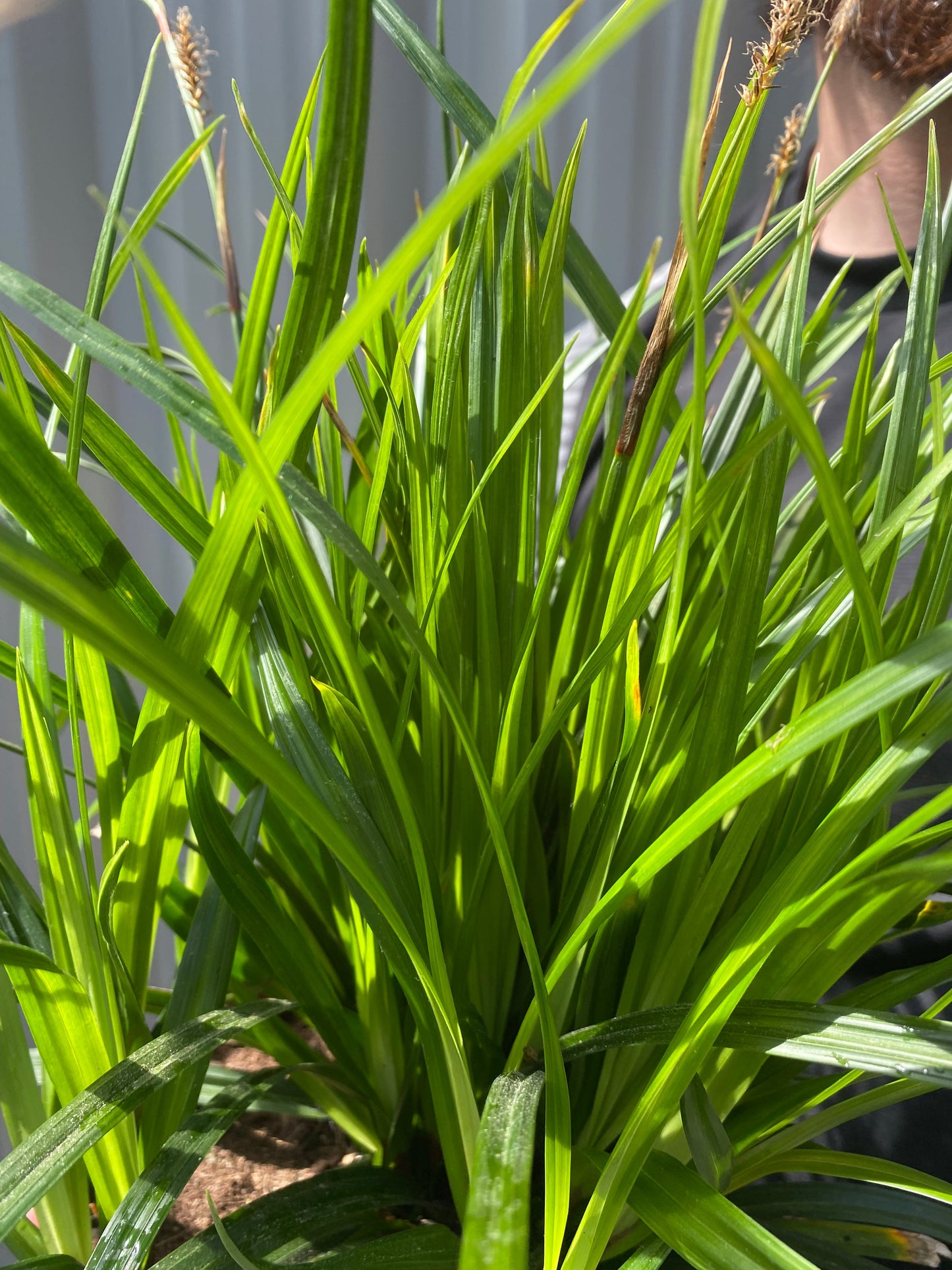 Carex oshimensis 'Irish Green' 2L / 3L
