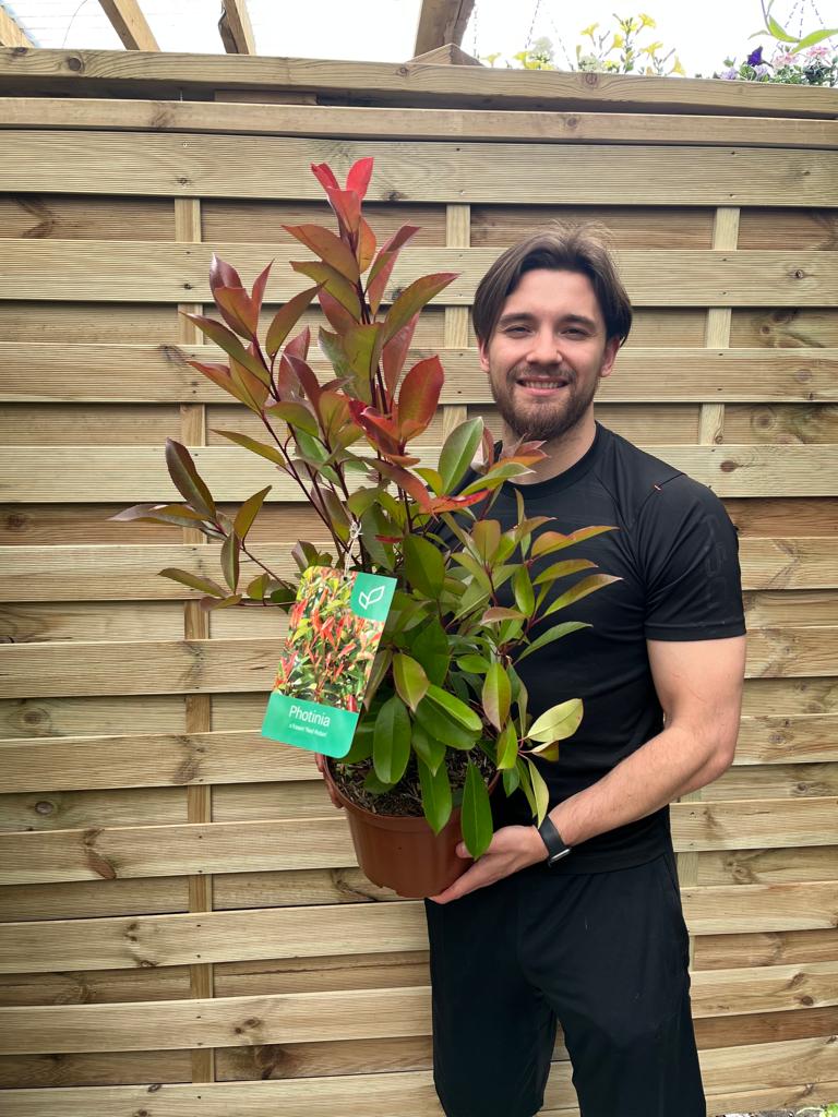 Photinia x fraseri 'Red Robin'