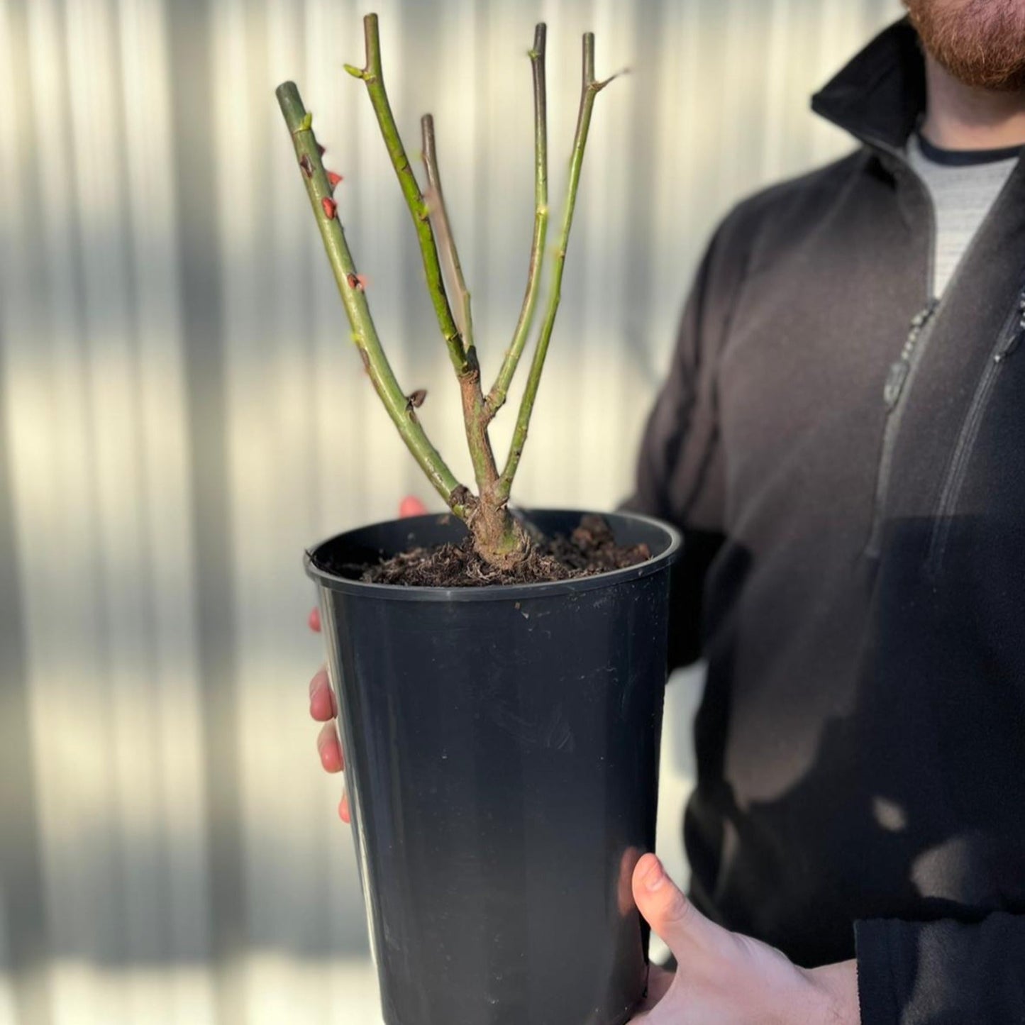 Blue Moon Rose | Climbing Rose | 4L Potted Rose