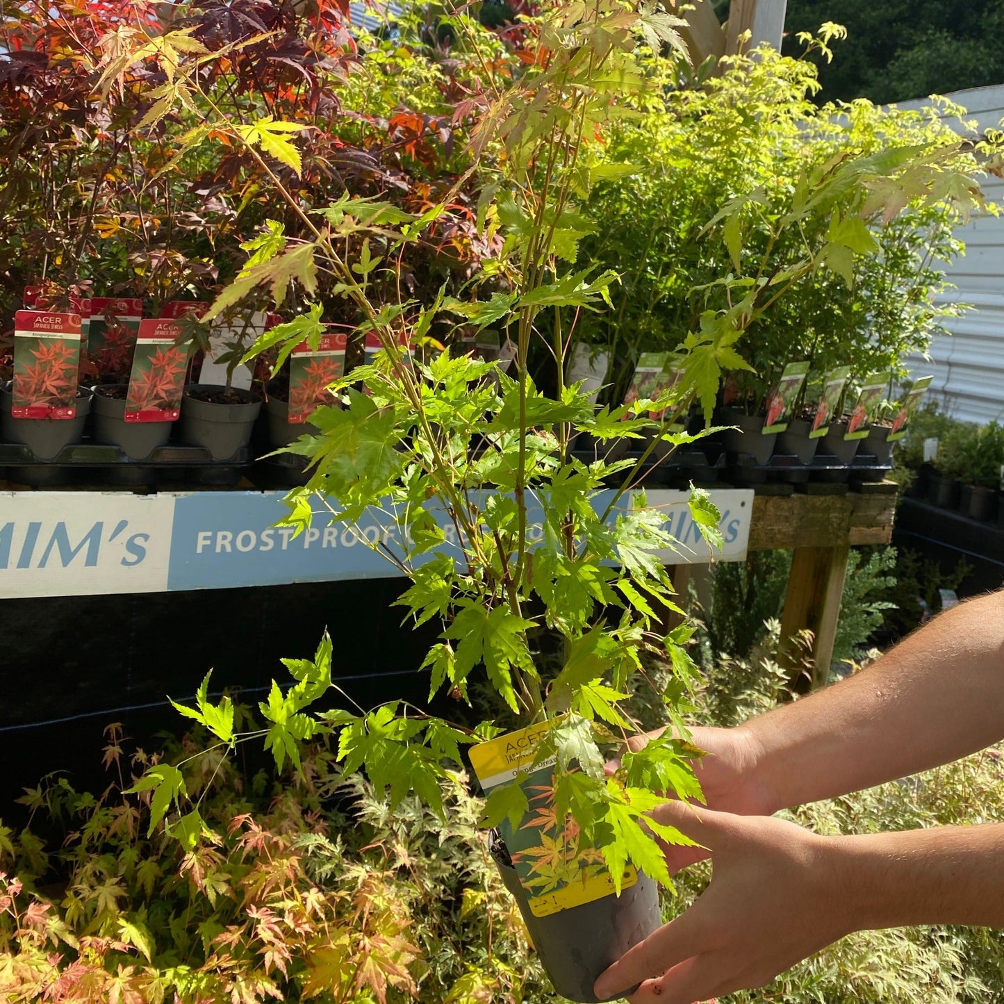 Acer palmatum 'Orange Dream' 10.5cm / 2L / 3L / 10L / 20L