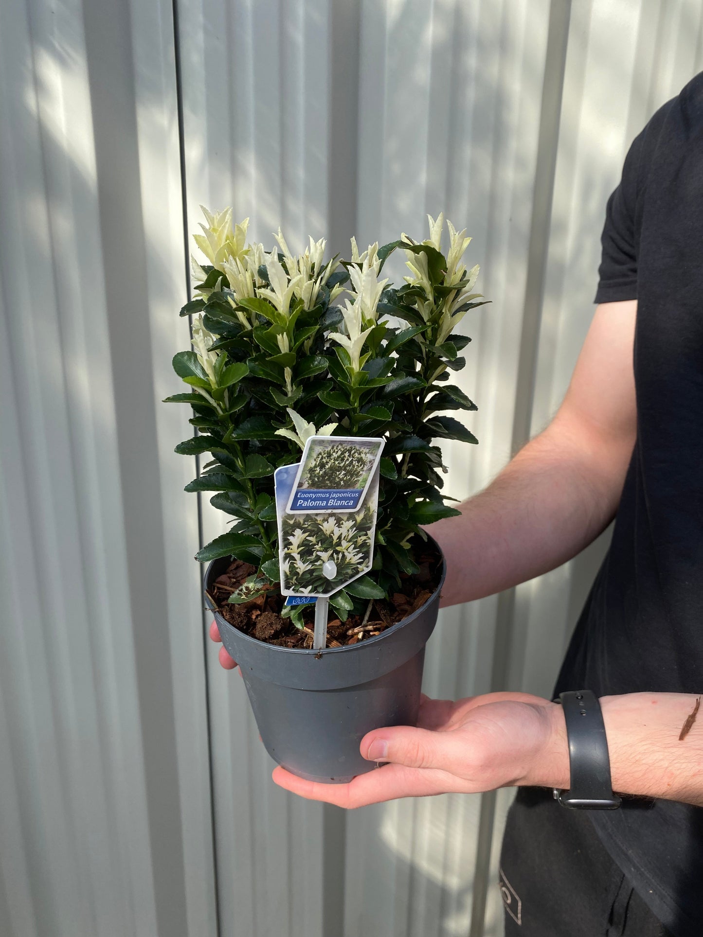 Euonymus fortunei 'Paloma Blanca' 9cm/1.5L/2L/5L