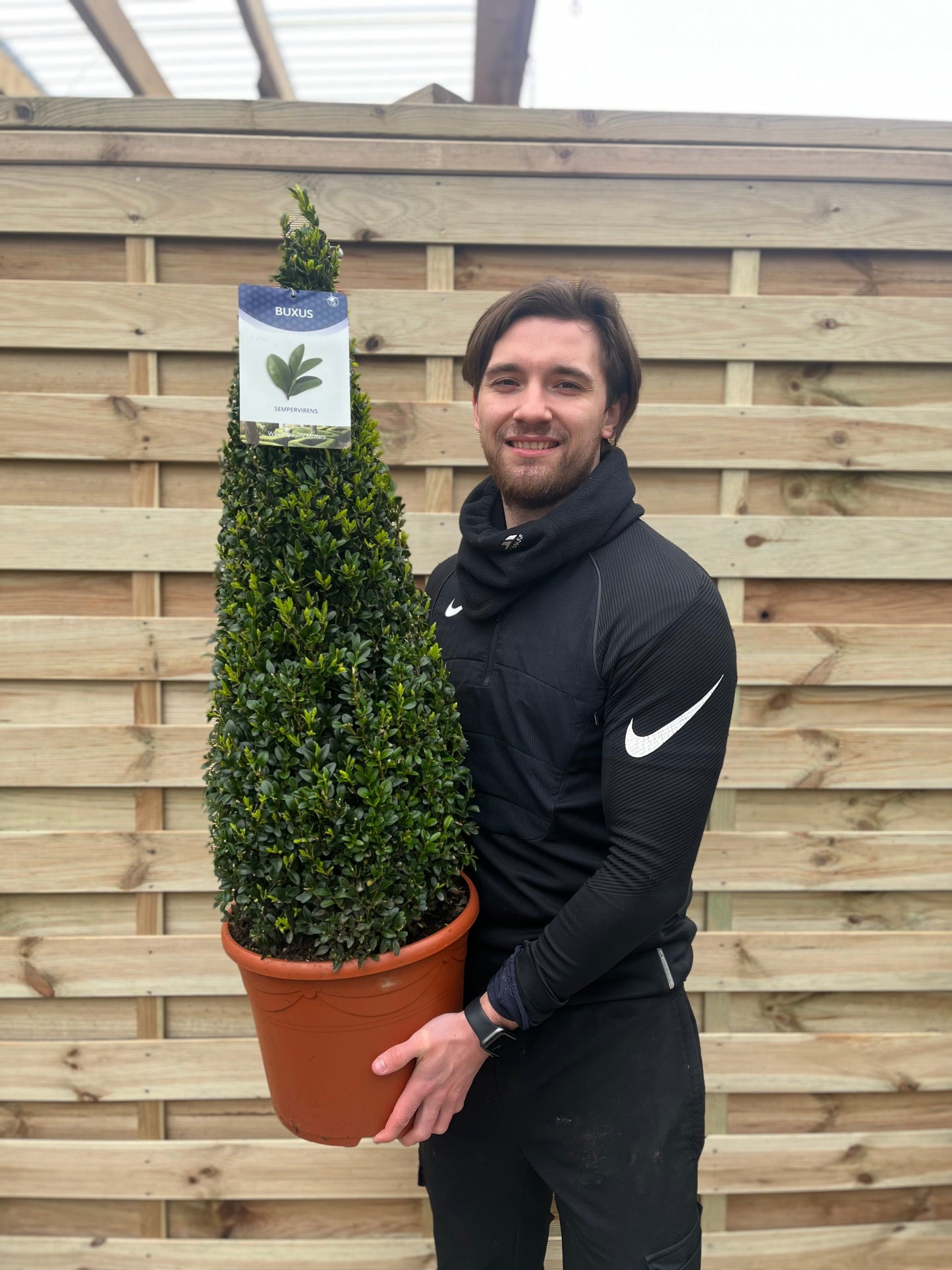 Buxus/Topiary Cone (Buxus Sempervirens)