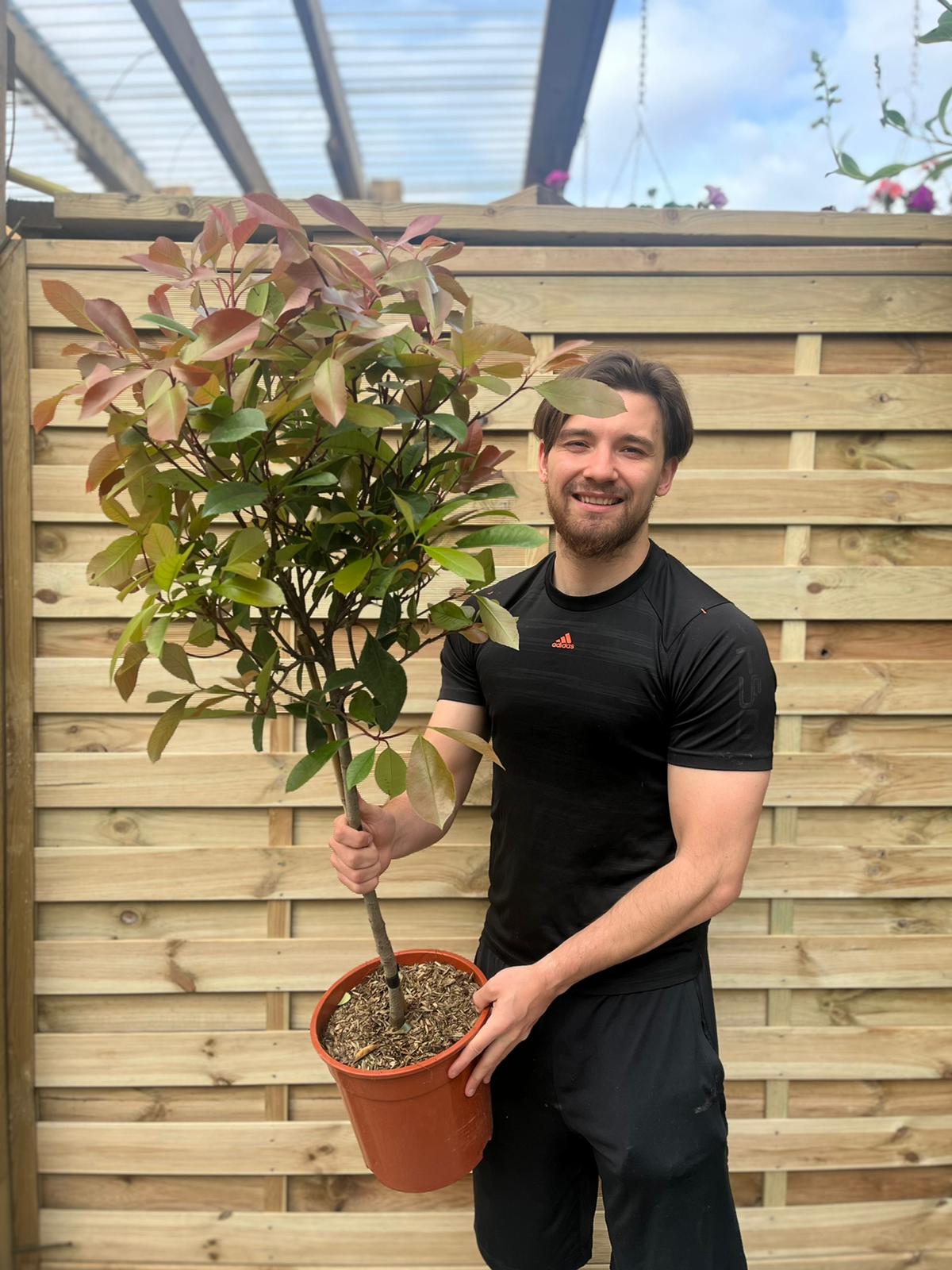 Half Standard Photinia 'Red Robin' 100cm