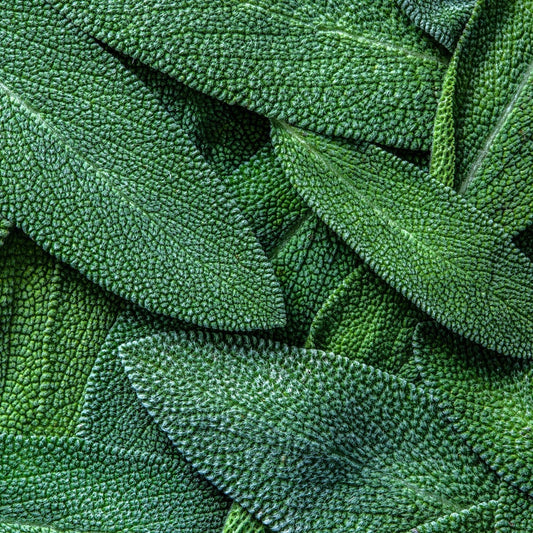 Sage Broad - Leaved Herb 16cm/1.5L pot
