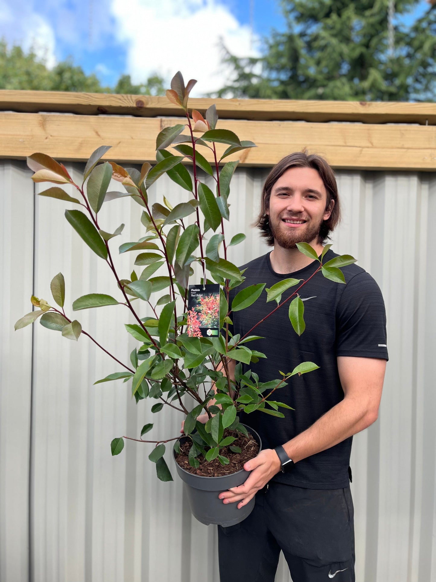Photinia x fraseri 'Red Robin'