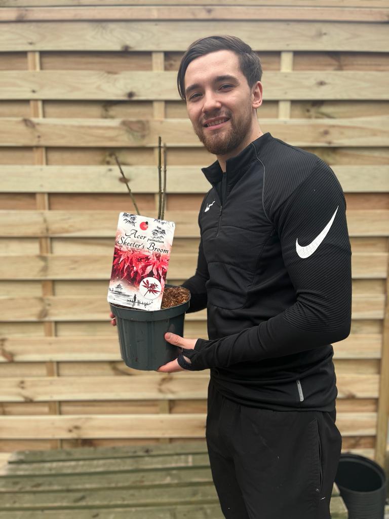 Acer tree palmatum Skeeter's Broom 3L