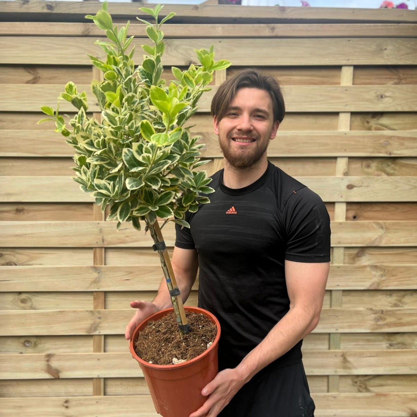 Half Standard Euonymus japonica 'Bravo' 100cm