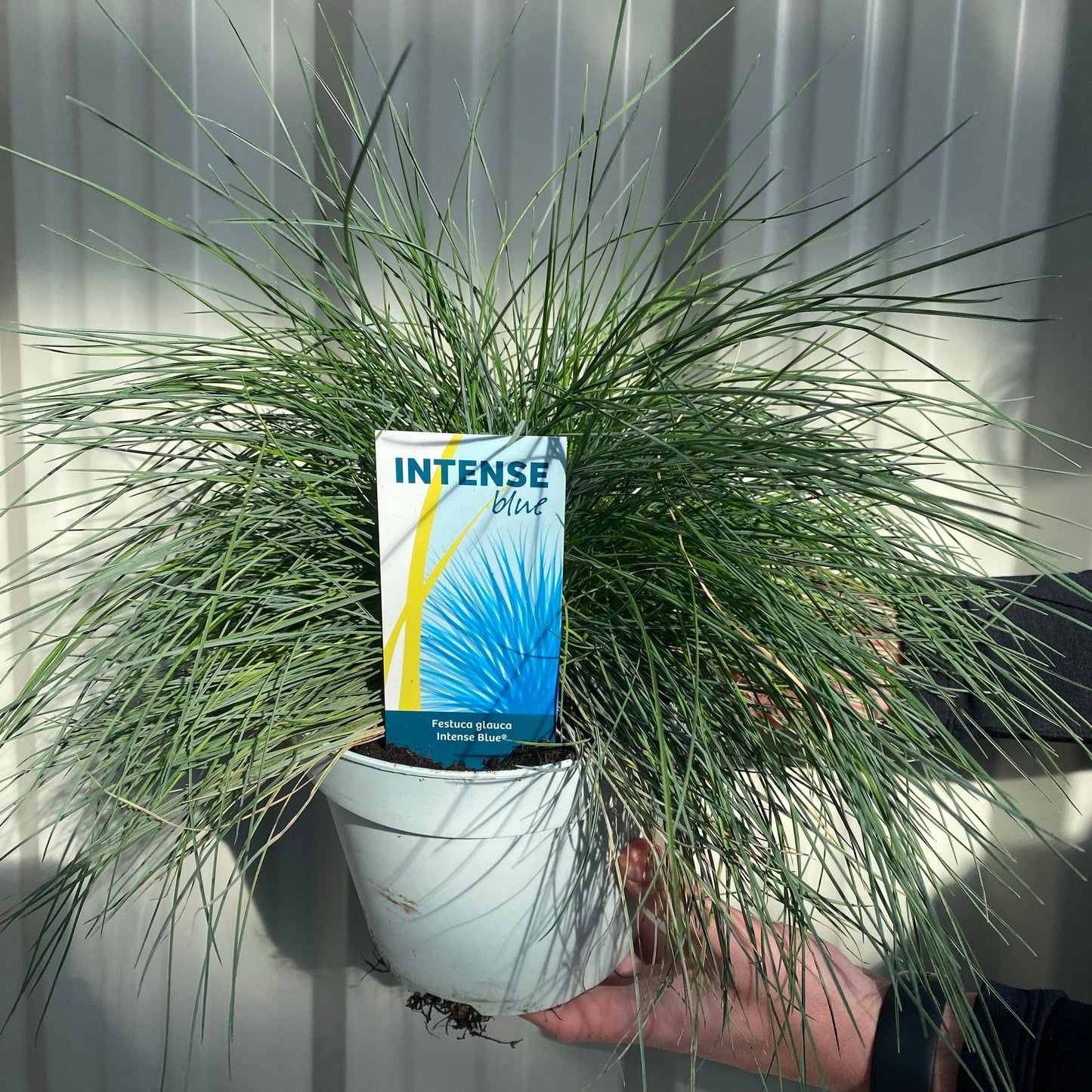 Blue Grass - Festuca Elijah Blue