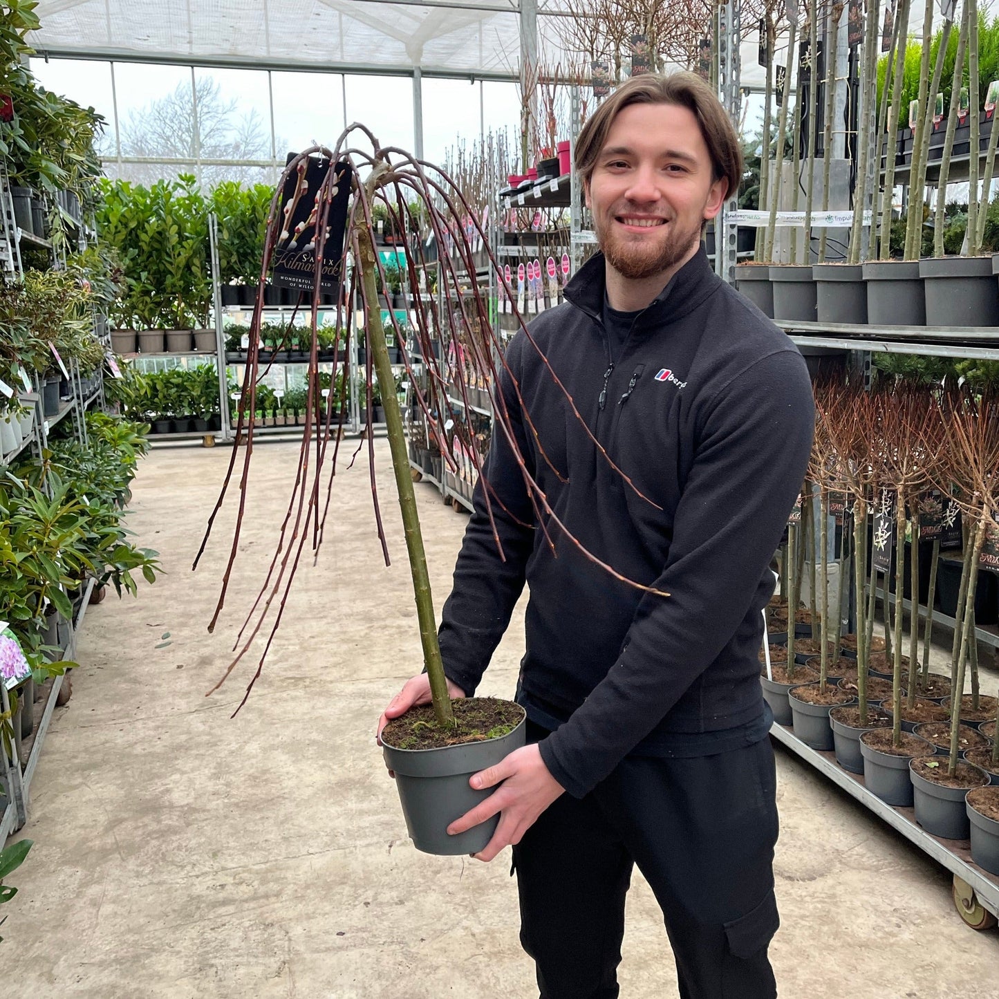 Salix 'Kilmarnock' Weeping Willow Tree