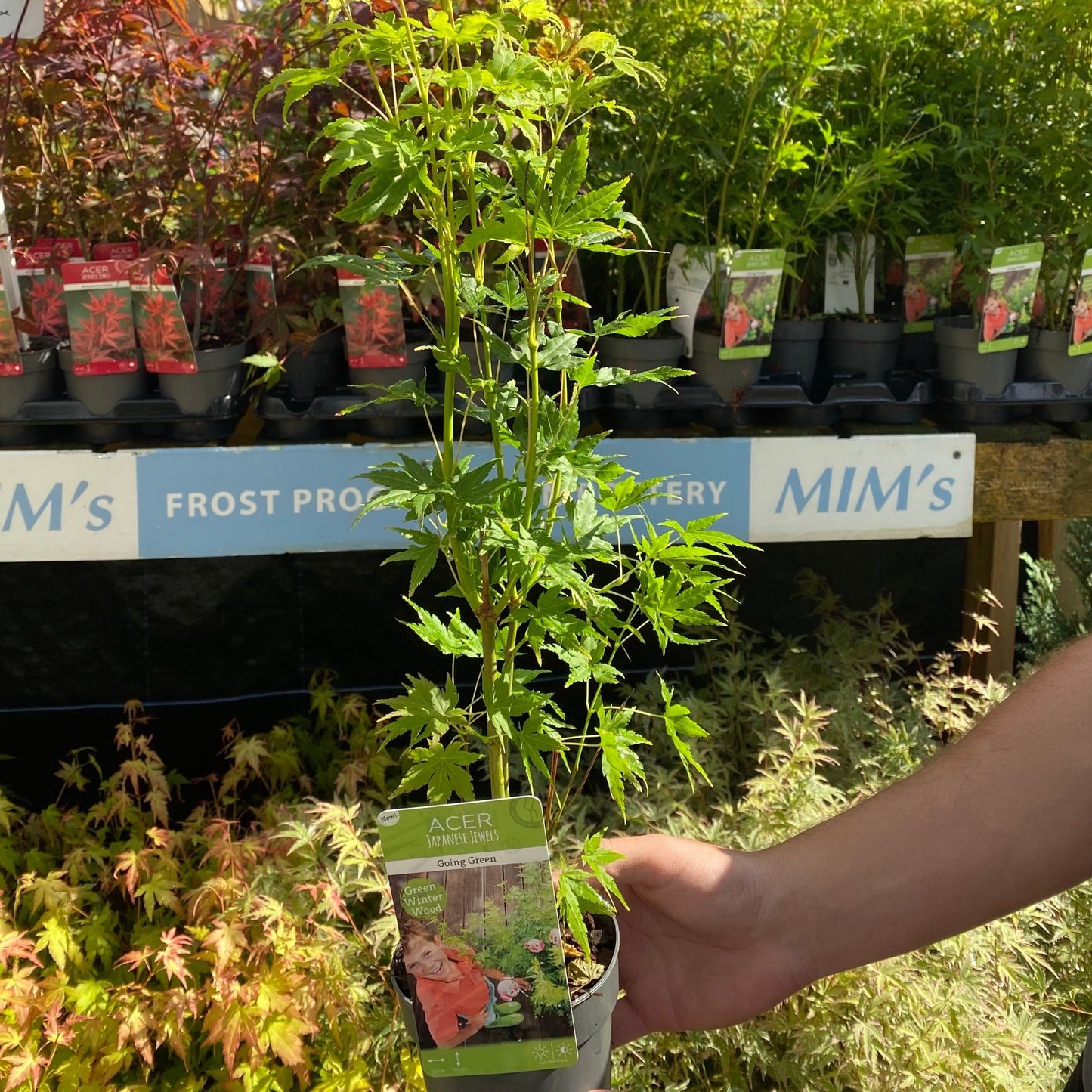 Acer palmatum 'Going Green' 10.5cm/2L/3L/45L