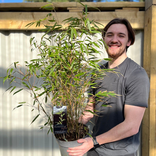 Fountain Bamboo: Elegant Fargesia Rufa 90cm