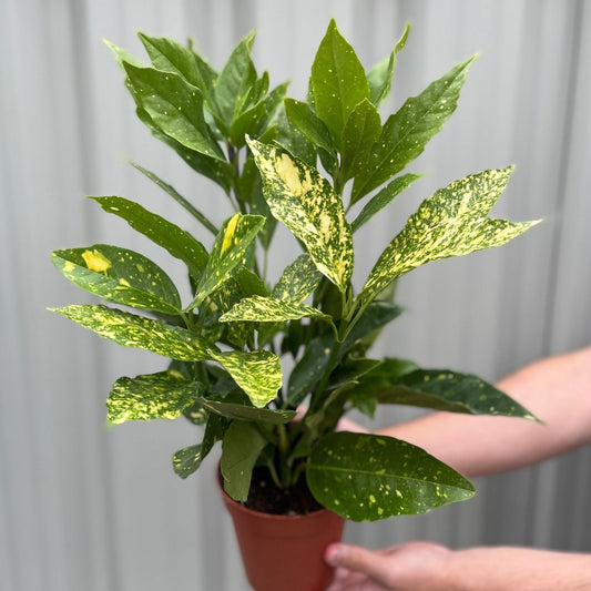 Stunning Aucuba Japonica (Spotted Laurel) - Hardy Evergreen Shrub, 1.5L