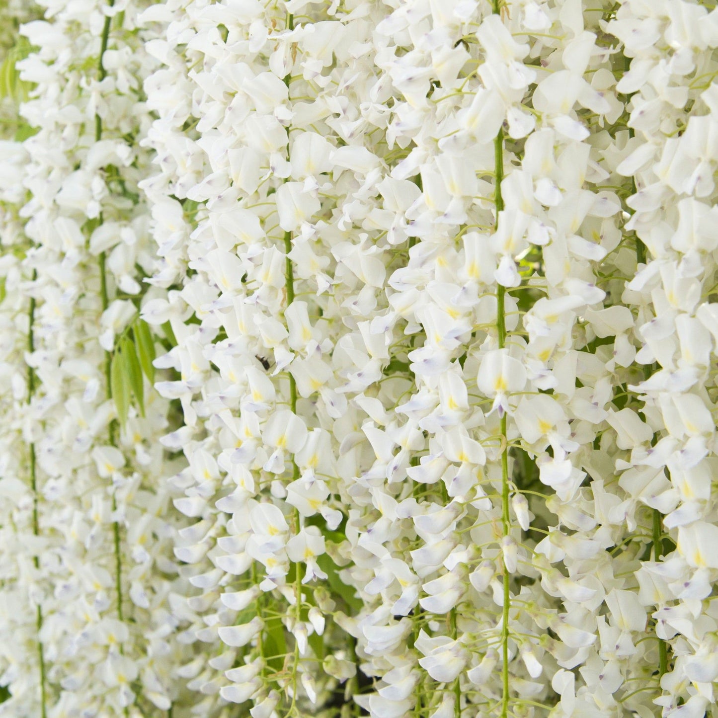 Wisteria sinensis 'Alba' on Frame  4L 100cm