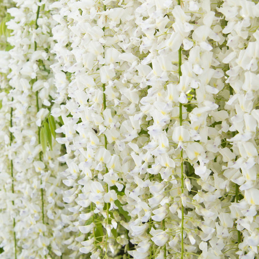 Wisteria sinensis 'Alba' on Frame  4L 100cm