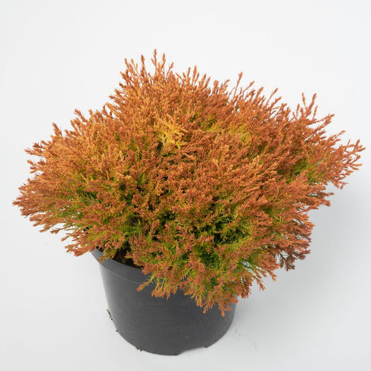 Thuja occidentalis 'Fire Chief' 9cm (PRE ORDER MARCH 2025)