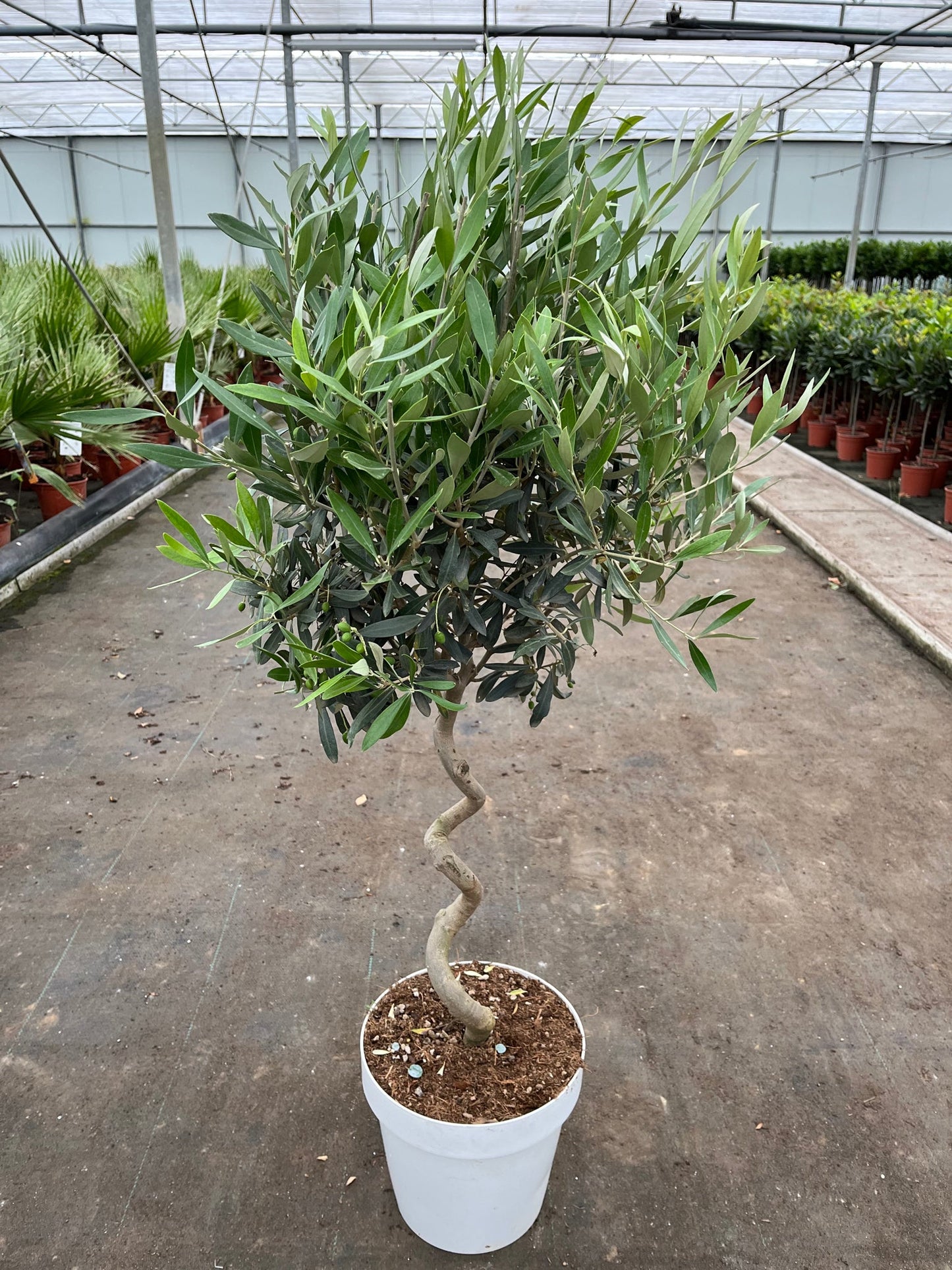 4-5ft Twisted Stem Olive Tree | Hardy Evergreen Potted Tree