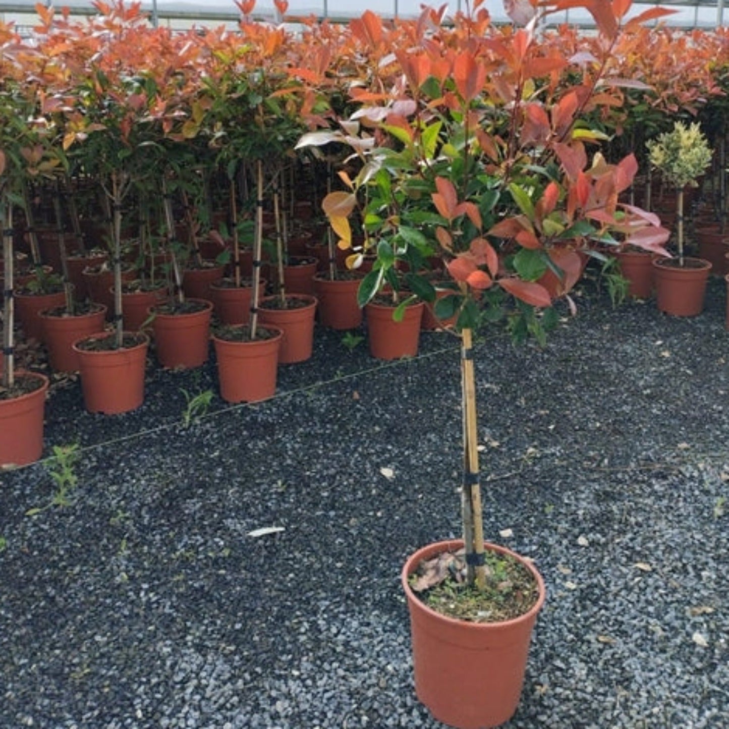 Half Standard Photinia 'Red Robin' 100cm