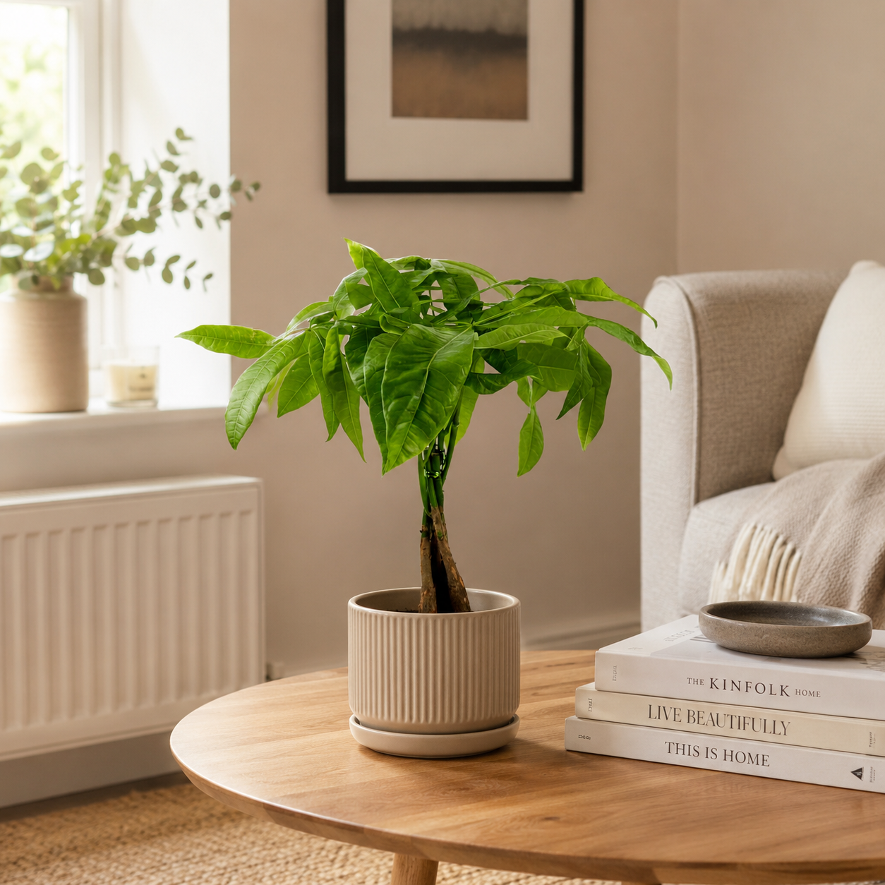 Pachira Aquatica Indoor Houseplant