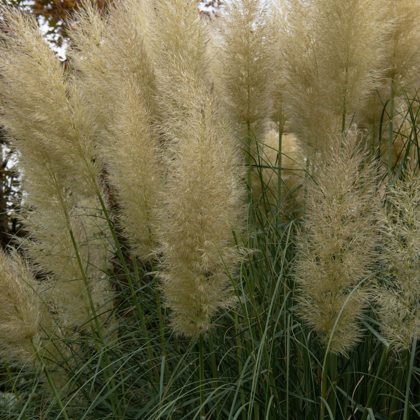 Pampas Grass - Cortaderia selloana White Plume - 40-60cm