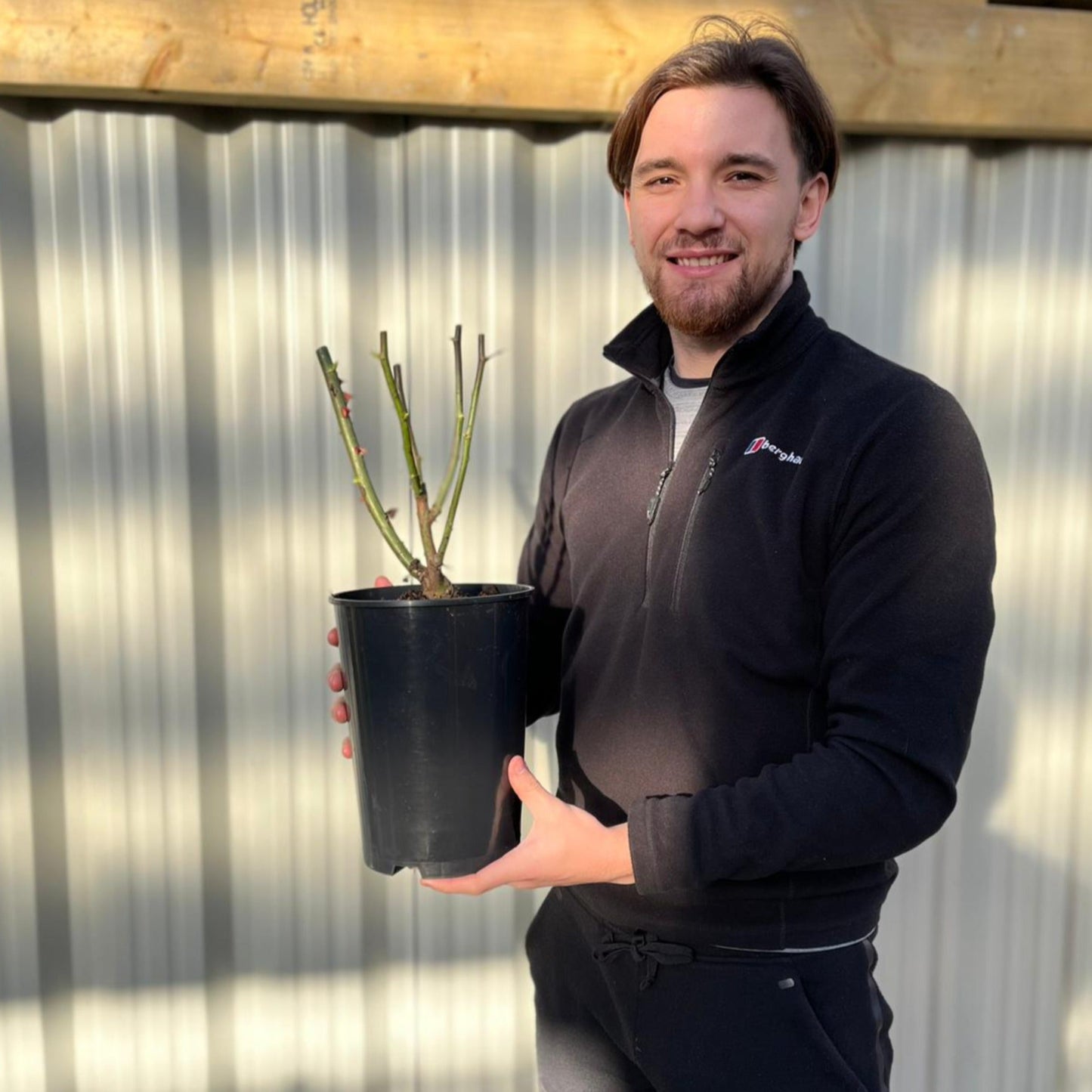 Pink Favourite Rose -  Hybrid Tea