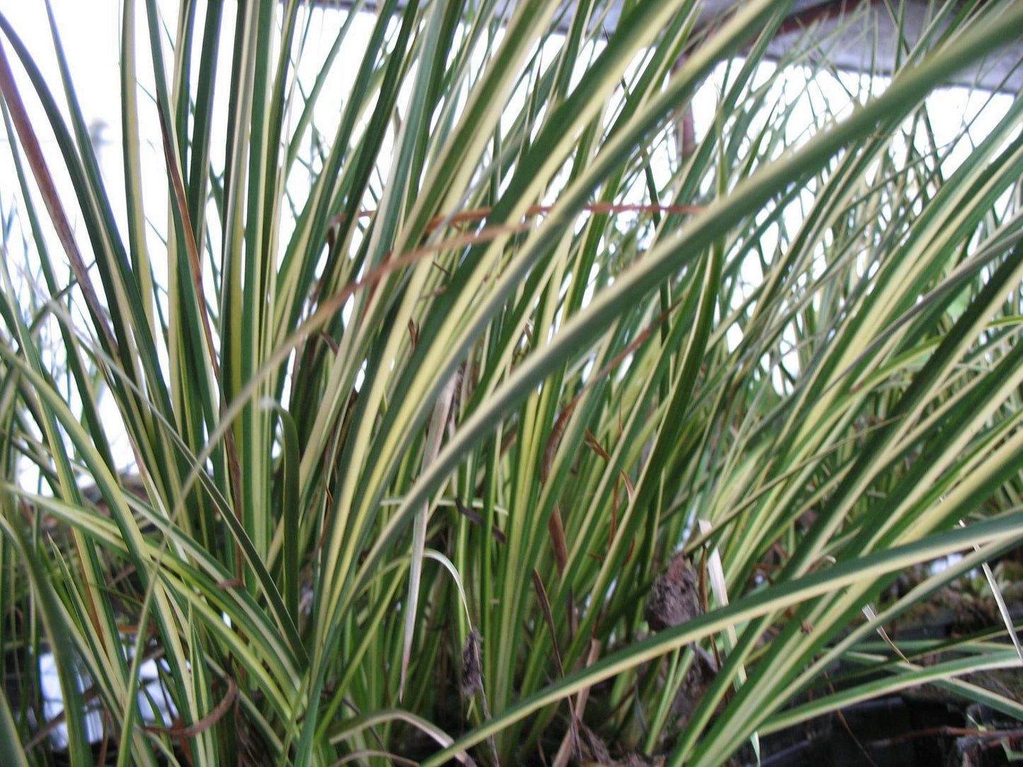 Acorus gramineus variegatus (Variegated)